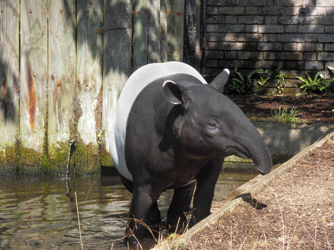 Tapirus indicus seen in a zoo 3