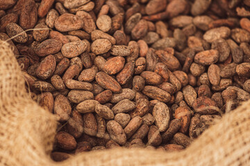 Roasted beans or seeds of Theobroma cacao or cocoa in a jute sack, close up