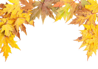 Naklejka na ściany i meble Colorful autumn maple leaves. Copy space.