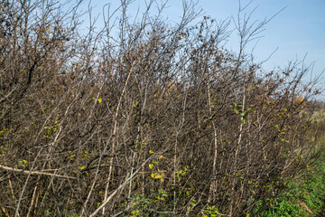dense dry branches of bushes with rare berries and leaves as a texture