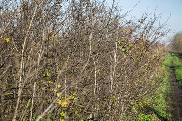 dense dry branches of bushes with rare berries and leaves as a texture