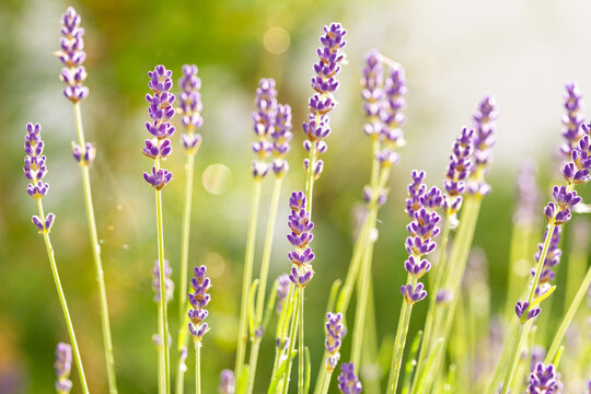 Closeup macro shot of scenic purple lavender flowers in the sunlight