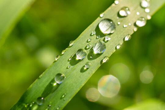 Closeup macro shot of scenic dewdrops on green blade of grass