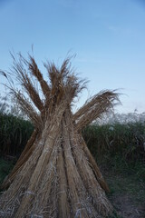 平城宮跡歴史公園の秋の夕空と刈り取った荻を干した光景