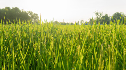 green rice field in beautiful golden sunrise on the farm