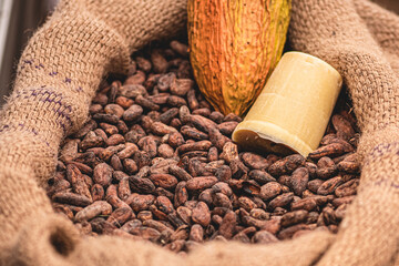 Roasted beans or seeds of Theobroma cacao or cocoa in a jute sack with a ripe fruit, close up