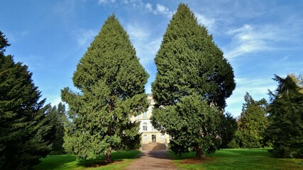 Blick durch zwei große Lebensbäume