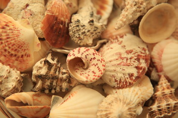 seashells 