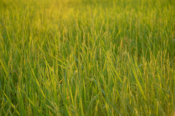  rice field in Beautiful sunrise