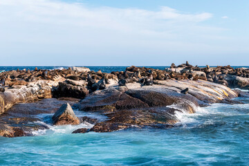 Cape fur seals resting on an island in the Indian Ocean.