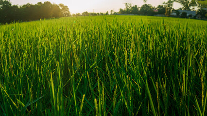  rice field in Beautiful sunrise with Fish eye lens shot