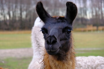 A lama with a black muzzle and brown fur looks into the camera. Concept: zoo, keeping llamas on a farm, raising animals, horizontal frame	