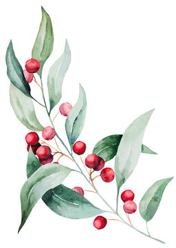 Christmas watercolor twig with green leaves and red berries. Holidays design Illustration