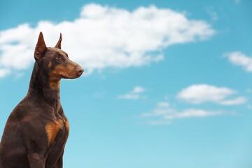 Cute dog sitting and posing on sky background.