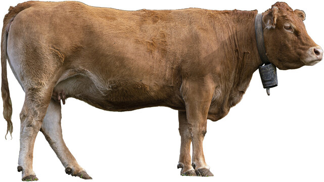 Isolated brown cow, png with transparent background