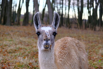 A lama with a black muzzle and brown fur looks into the camera. Concept: zoo, keeping llamas on a...