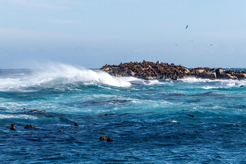 Cape fur seals resting on an island in the Indian Ocean.
