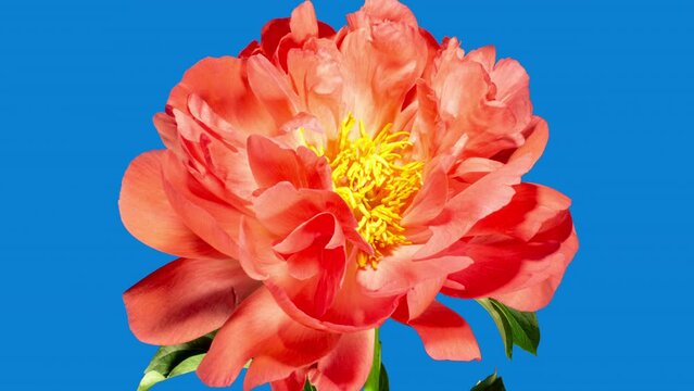 Pink Peony Open Flower in Time Lapse on a Blue Background. Vedding Concept. Plant Paeonia Coral Supreme Changing Petals Color from Pink to White While Blooming and Wilting in Timelapse