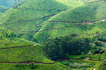 Kerala India travel background - tree in green tea plantations in Munnar, Kerala, India - tourist attraction