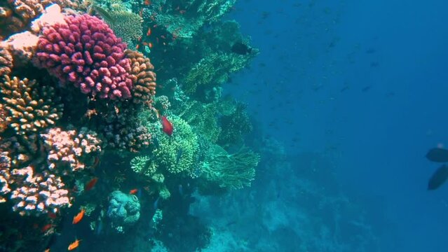 Underwater Colorful Tropical Fishes and Beautiful Corals. Red sea Sharm el Sheikh Egypt, ras mohamed national park