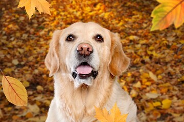 Funny domestic dog at autumn fall background