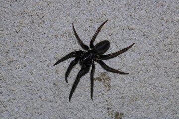 segestriidae black spider macro photo