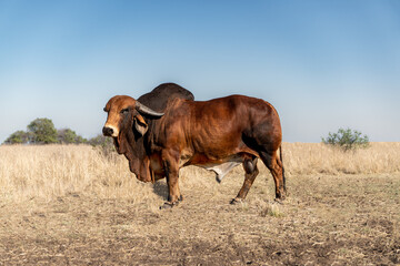 American Brahman Bull
