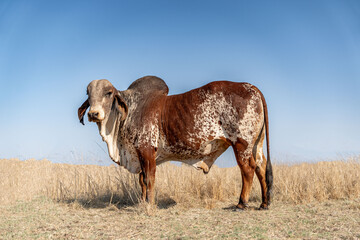 American Brahman cow - obrazy, fototapety, plakaty