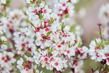 Close up shot of flowering almond branches with white petals and pink centers with small young leaves against a blurred background.