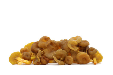 A bunch of wild edible funnel chanterelle mushrooms lies on a white background. Brown caps with decurrent pale gills and yellow hollow stalks. Craterellus tubaeformis aka yellowfoot or winter mushroom