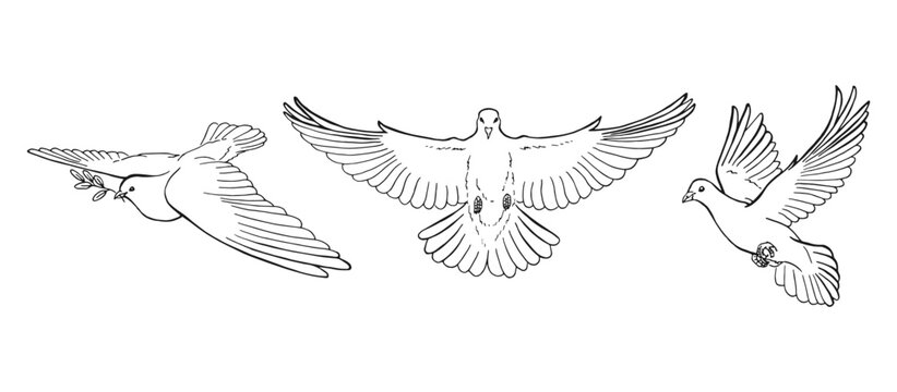 Set of dove outline. Line art style isolated. Hand drawn vector illustration.