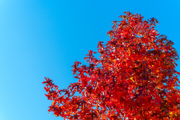 赤く紅葉したモミジバフウ_01