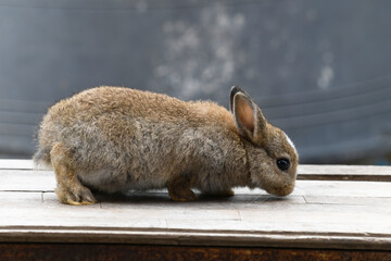 Baby rabbit on the table.