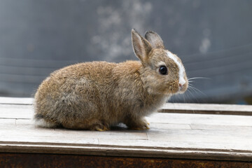 Baby rabbit on the table.