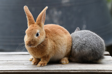 Obraz premium Baby rabbit on the table.