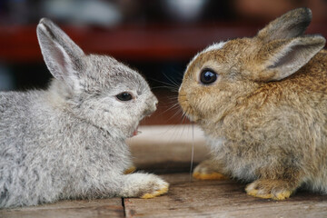 Baby rabbit on the table.