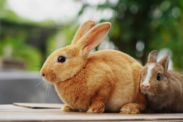 Rabbit on the table.