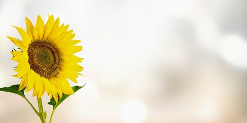 Beautifull fresh yellow sunflower flower