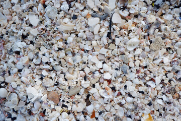 Various sea shell backgrounds at the beach of the sea.