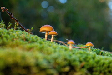 mushroom in the forest