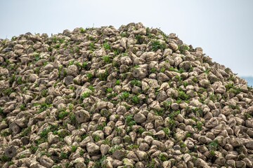Big pile of sugar beets in the field