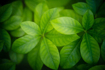 Naklejka na ściany i meble Beautiful green leaf in sunlight