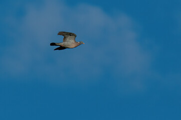 bird in flight