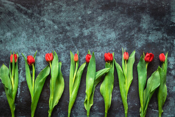 Tulipes rouges alignées