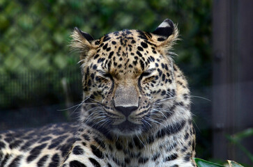 アムールヒョウ