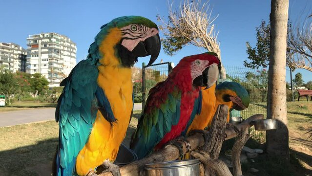 blue and yellow and red macaw ara