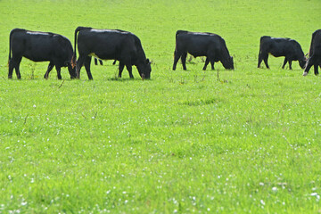 A small herd of black Angus cows grazing in a lush green field