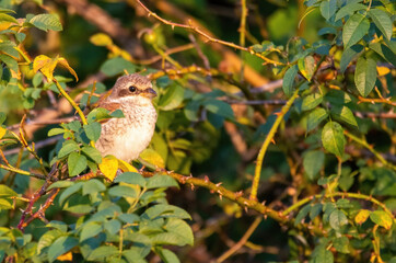 robin on a branch