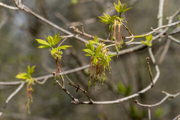 Box Elder Samaras On The Tree In Spring