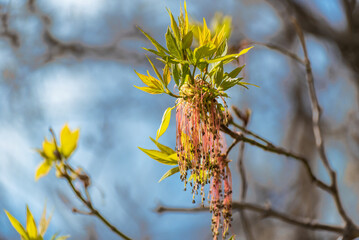 Box Elder Samaras On The Tree In Spring